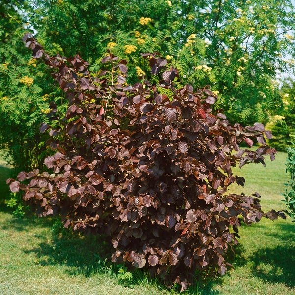 Corylus maxima 'Purpurea', Purpur-Hasel, 60–100 cm