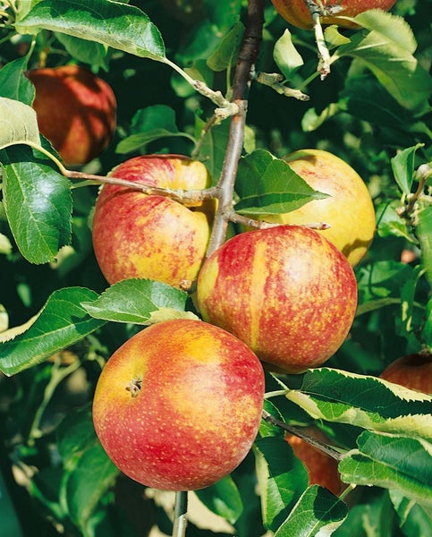 Malus 'Jonagold', Apfelbaum, 40 cm Stammhöhe