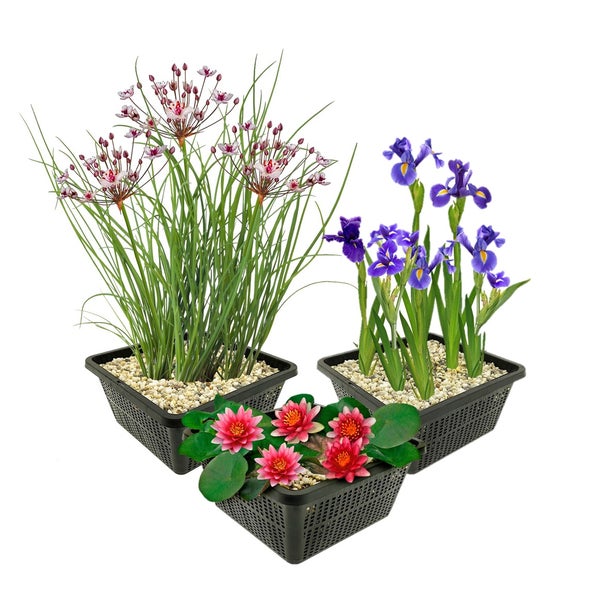 Drei Teichpflanzen im Set in schwarzen Pflanzkörben: Schwanenblume, Sumpf-Schwertlilie und rote Seerose mit Kiesfüllung.