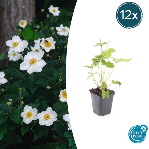 12er-Set Herbst-Anemonen mit weißen Blüten und gelber Mitte, Jungpflanze im Topf und blühende Pflanzen, PlanetProof zertifiziert.