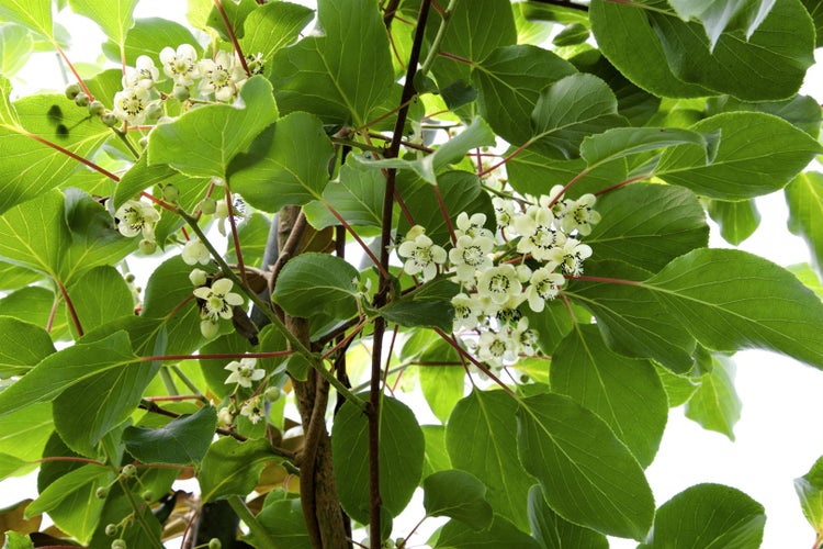 Actinidia arguta 'Issai', Kiwi, selbstfruchtend, 60–100 cm