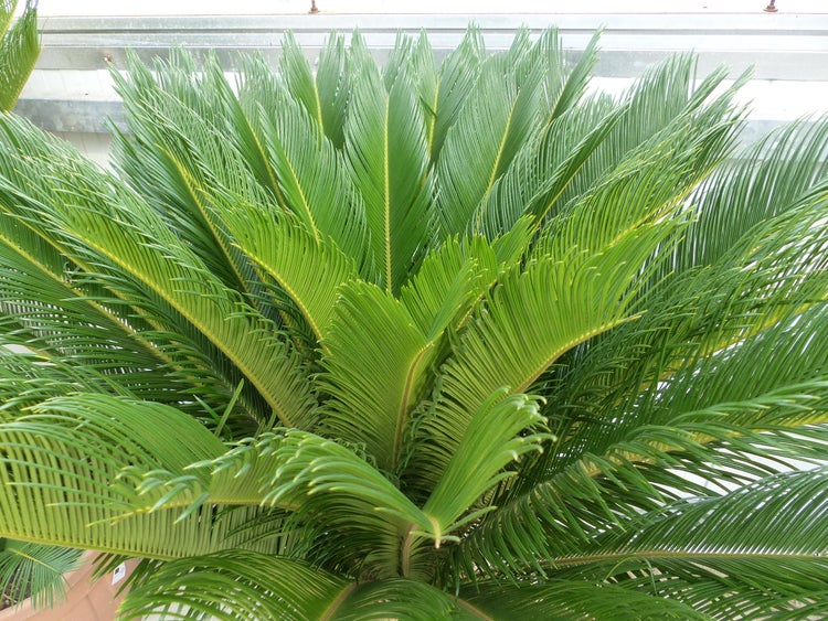 Mega Palmfarn 140 - 160 cm Cycas Revoluta | bis 90 cm Stammumfang | Sagopalme Palme | innen + außen