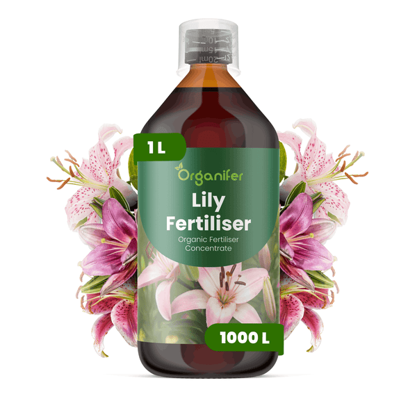 Organifer Lilien-Dünger Konzentrat 1 Liter Flasche für 1000 Liter Gießwasser.