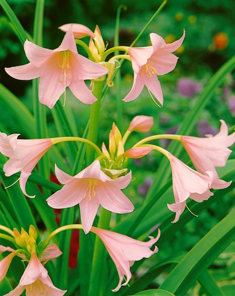 Blühende Amaryllis-Pflanze im Garten