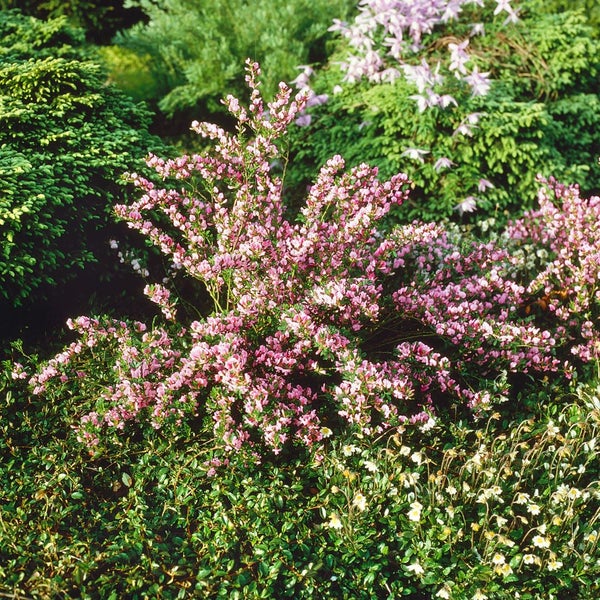 Cytisus purpureus, Purpur-Ginster, 20–30 cm