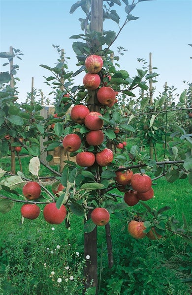 Malus 'Roter Boskoop', Apfelbaum, 40 cm Stammhöhe