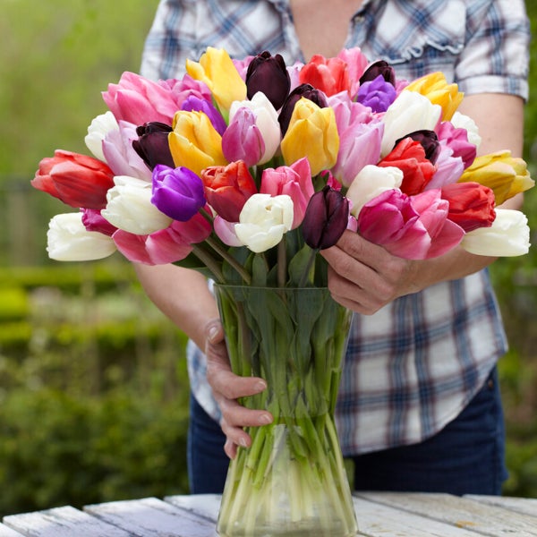 Bloomique – 20er-Mix – Tulipa-Regenbogen-Mix – Tulpenzwiebeln – Blumenzwiebeln – Frühlingsblüher – mehrjährige Pflanzen – wird bis zu 30–35 cm groß