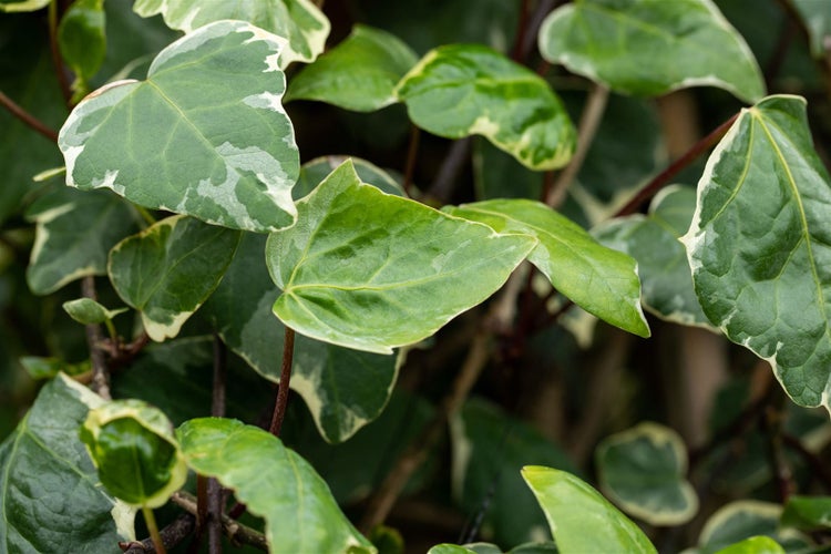 Hedera algeriensis 'Gloire de Marengo', Efeu, grün-weiß, 40–60 cm