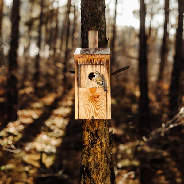 Nistkasten aus Holz mit sichtbarer Maserung, montiert an einem Baumstamm im Wald, kleiner Vogel sitzt am Einflugloch.