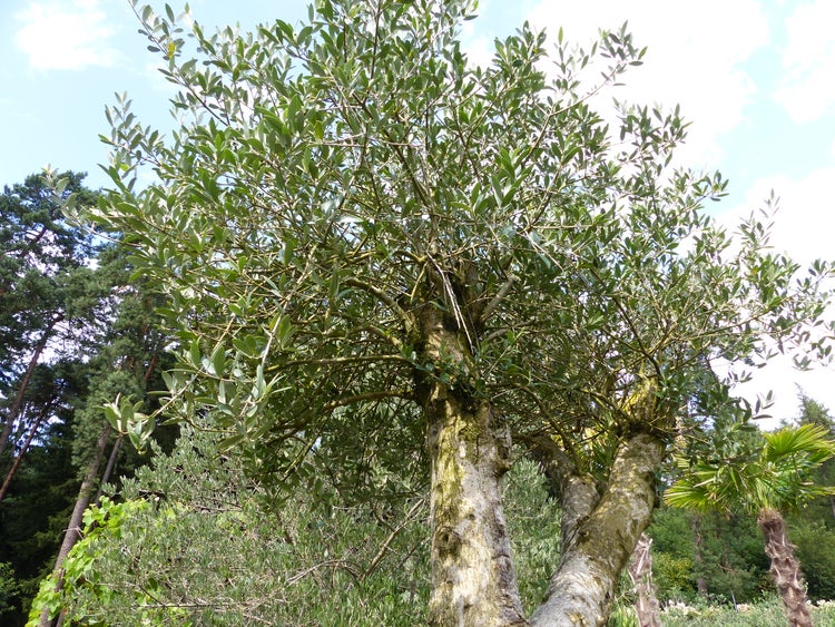 Ein grosser, alter Olivenbaum mit markantem, strukturiertem Stamm und einer weit ausladenden Krone voller lanzettlicher Blätter im Garten.