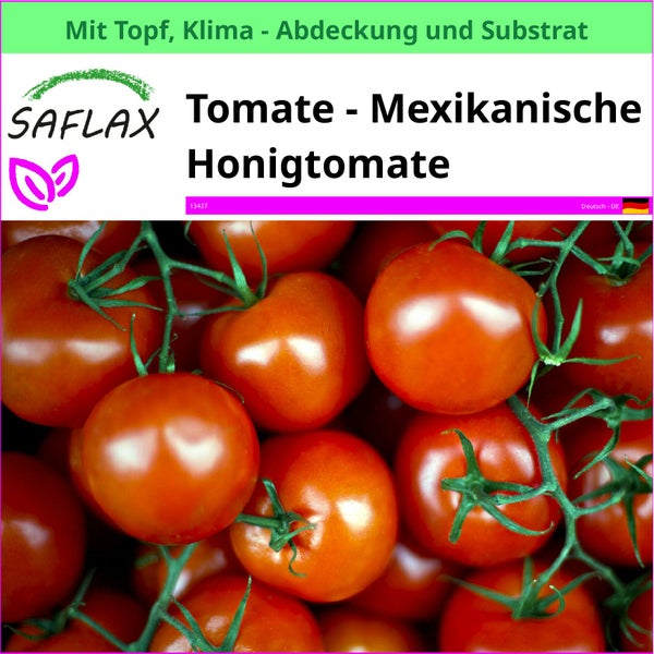 Mexikanische Honigtomate im Topf mit Klimaabdeckung und Substrat von Saflax