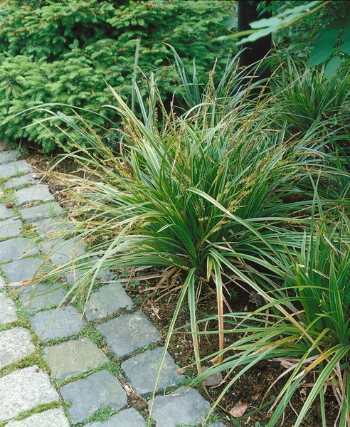 Carex morrowii 'Variegata', Japan-Segge, grün-weiß, ca. 9x9 cm Topf