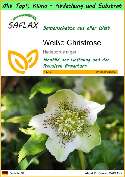 SAFLAX Garden to go - Weiße Christrose - Helleborus niger - 6 Samen - Mit Topf, Klima - Deckel und Anzuchtsubstrat