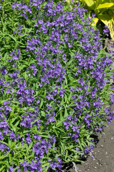 Blühende Ehrenpreis-Pflanze im Garten.