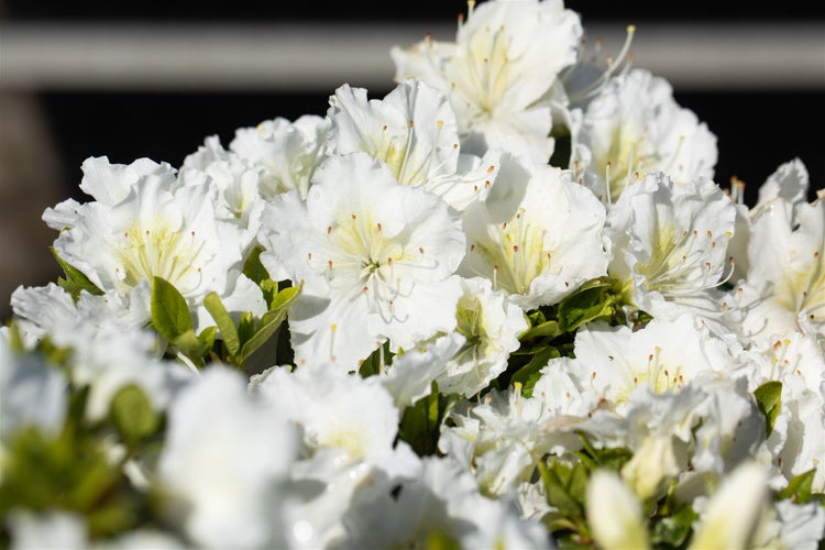 Nahaufnahme von weissen Azaleenblüten