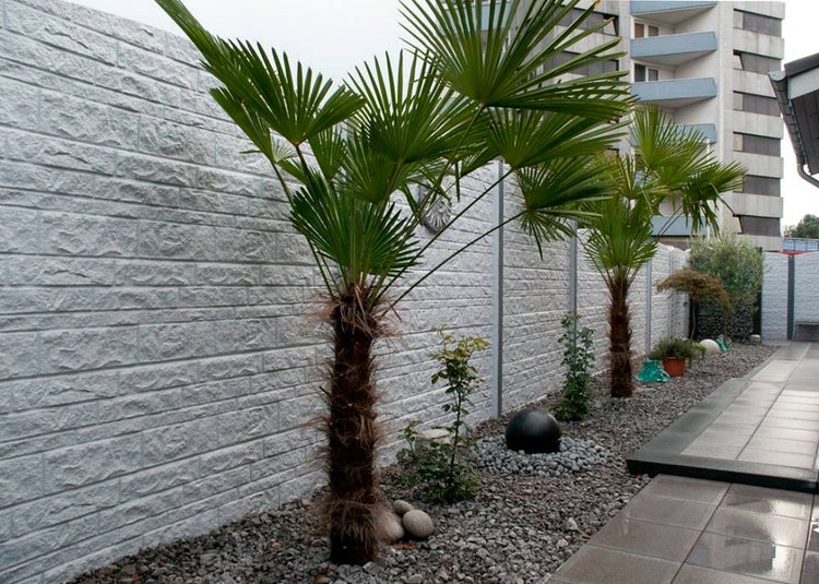 Gartenszene mit Steinmauer, Palmen und Kiesweg