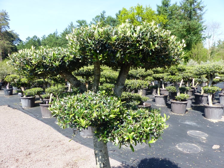 Olivenbaum 4 Pon Pon Bonsai Formgehölz Gartenbonsai Olea europaea Olive winterhart