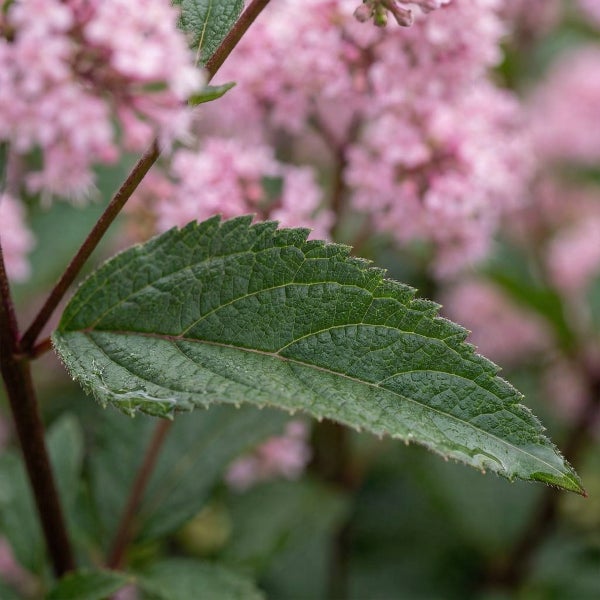 Nahaufnahme eines gezackten grünen Blattes eines blühenden Strauches mit rosafarbenen Blüten im Hintergrund.