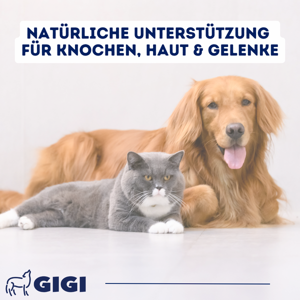Katze und Hund werben für natürliche Unterstützung für Knochen, Haut und Gelenke