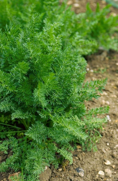 Karottenkraut im Gartenbeet