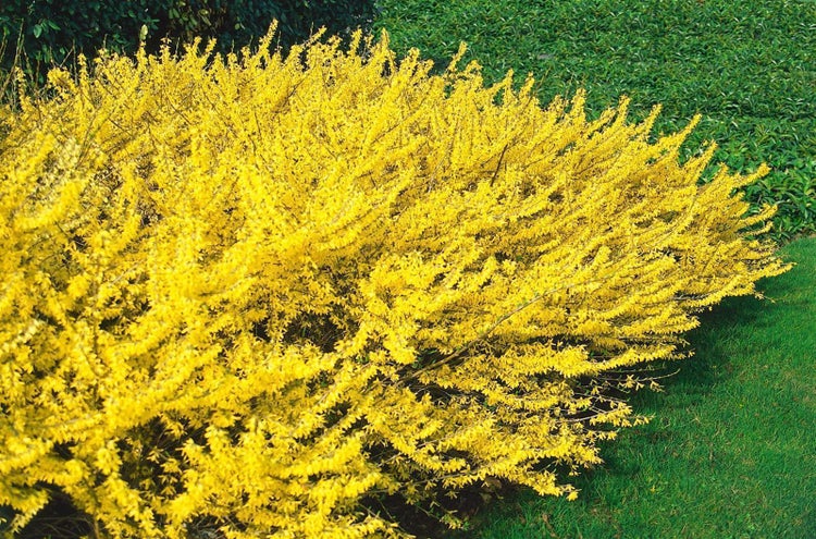 Forsythie-Busch mit gelben Blüten