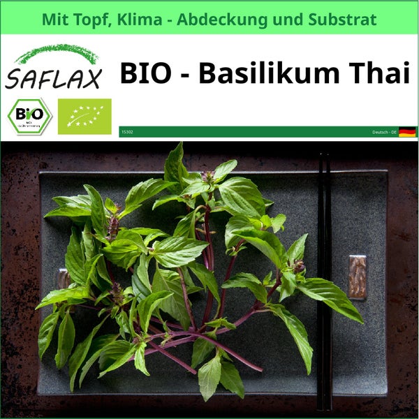 SAFLAX Garden to go - BIO - Basilikum Thai - Ocimum basilicum - 250 Samen - Mit Topf, Klima - Deckel und Anzuchtsubstrat