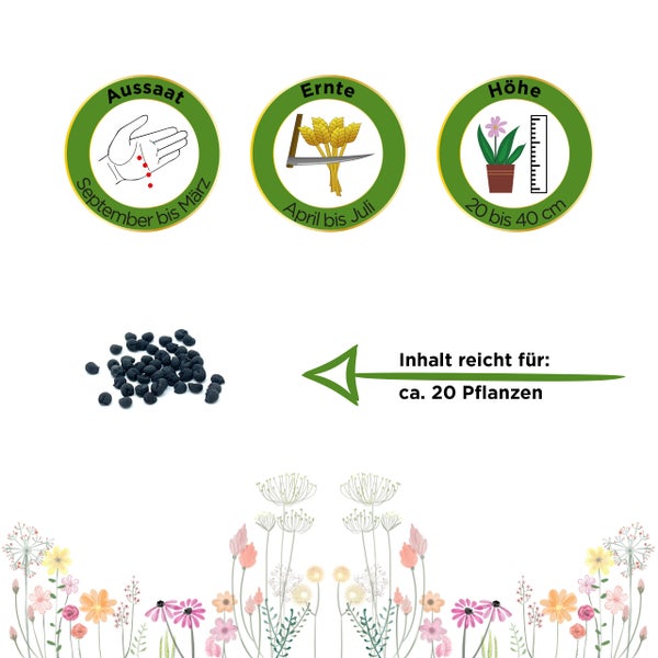 Informationen zu Aussaat September bis März, Ernte April bis Juli, Wuchshöhe 20 bis 40 Zentimeter. Inhalt reicht für circa 20 Pflanzen.