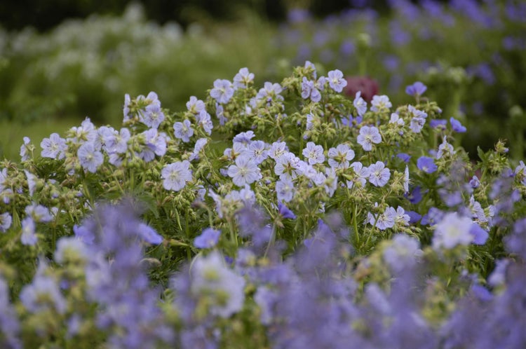 Geranium pratense 'Mrs Kendall Clark', Storchschnabel, blau, ca. 9x9 cm Topf