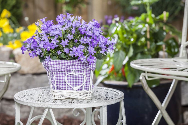 Glockenblumen im Topf auf einem Tisch