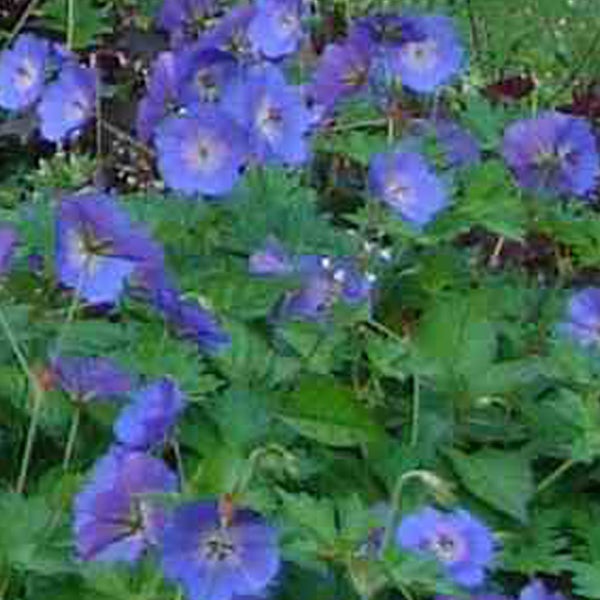 Nahaufnahme von blauen Storchschnabelblüten