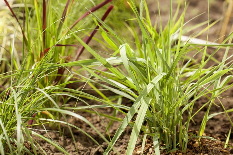 Panicum virgatum 'Prairie Sky', Rutenhirse, ca. 9x9 cm Topf