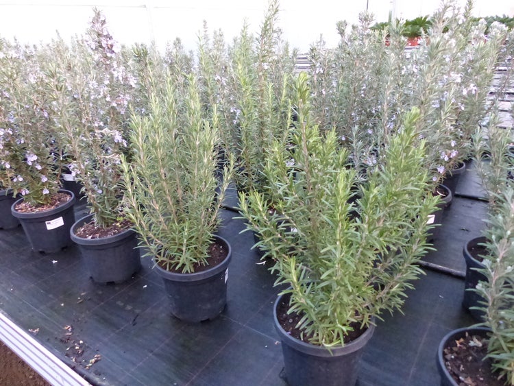 3 Stück echter Rosmarin Officinalis 50-60 cm Höhe, XL Busch Ø 20-30 cm, stehend, winterhart Kräuter