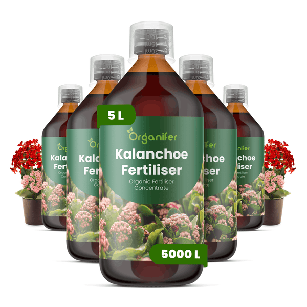 Organifer Kalanchoe Dünger Konzentrat, 5 Liter Flasche, ausreichend für 5000 Liter, organischer Flüssigdünger für Kalanchoe.