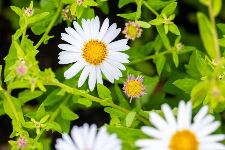 Nahaufnahme von Margeritenblüten im Garten