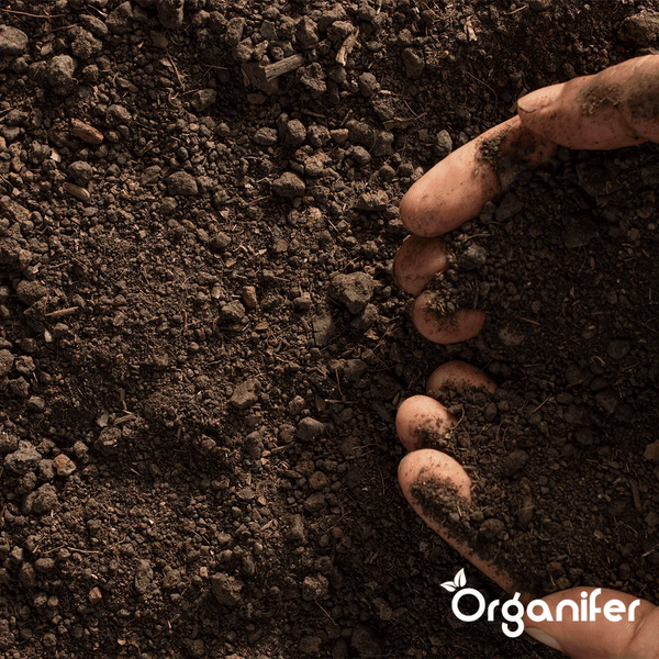 Eine Hand berührt die Erde. Organifer Logo.