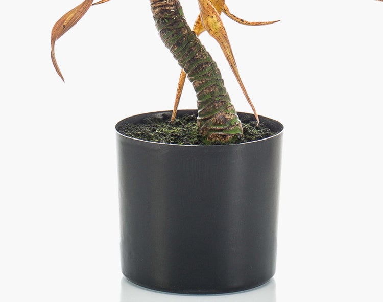 Nahaufnahme einer Yucca Zimmerpflanze mit grünen schwertförmigen Blättern.