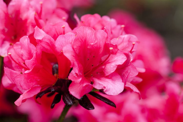 Rhododendron obtusum 'Maruschka', rot, 20–25 cm