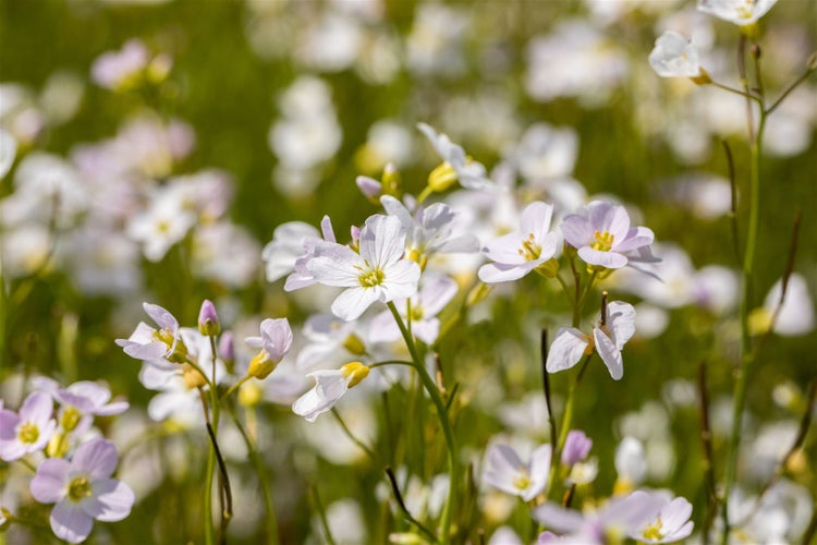 Cardamine pratensis, Wiesenschaumkraut, zartrosa, ca. 9x9 cm Topf