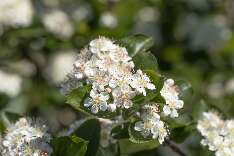 Nahaufnahme von blühenden Aronia-Zweigen.