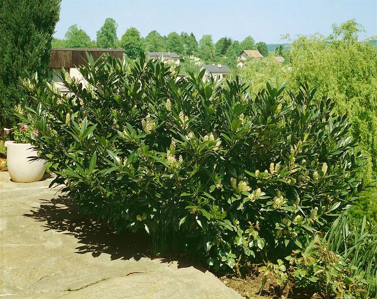 Garten mit verschiedenen Pflanzen und Sträuchern