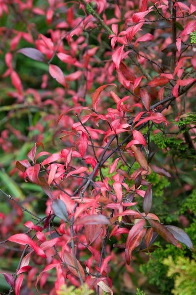 Euonymus europaeus, Pfaffenhütchen, 60–100 cm