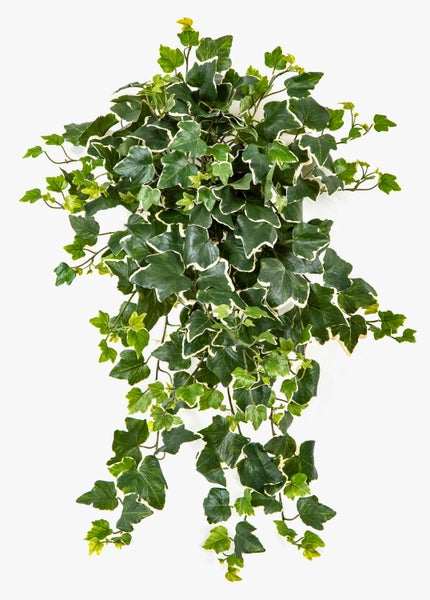 Künstliche Hängepflanze Efeu mit grün-weißen Blättern.