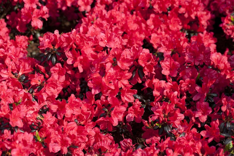 Rhododendron obtusum 'Maruschka', rot, 20–25 cm
