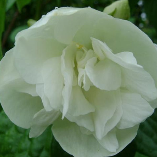 Nahaufnahme einer einzelnen, weißen Gardenienblüte.