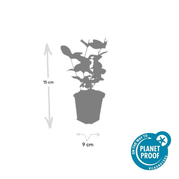 Silhouette einer Pflanze im Topf, Höhe 15 Zentimeter, Topfdurchmesser 9 Zentimeter, mit dem Nachhaltigkeitssiegel Planet Proof.