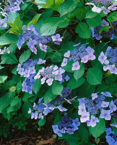 Hydrangea macrophylla 'Mariesii Perfecta', Bauernhortensie, blau, 40–60 cm