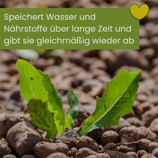 Pflanze zwischen Tonkugeln speichert Wasser und Nährstoffe