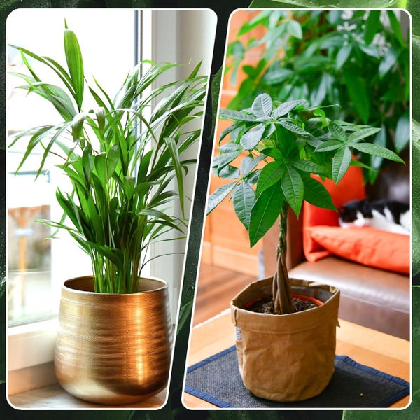Nestfarn, Areca-Palme, Glückskastanie & Rutenkaktus – 4er Box Zimmerpflanzen Katzenliebe - Tierfreundliches Set - Höhe 15-70 cm - Töpfe 10,5-17 cm - Pflanzen für Wohnung & Büro