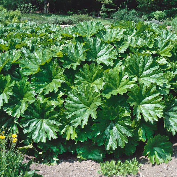 Darmera peltata, Schildblatt, ca. 11x11 cm Topf, dekorative Blätter