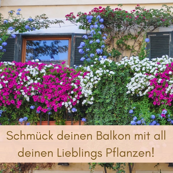 Blühender Balkon mit bunten Blumen und Kletterpflanzen